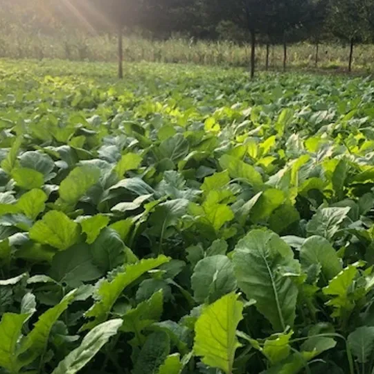 Lot's O'Leaf