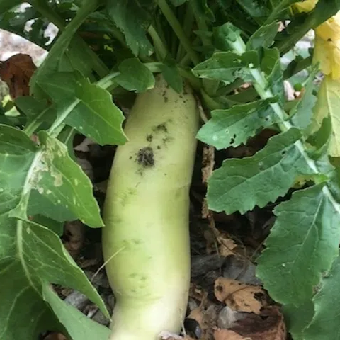 Trophy Radish