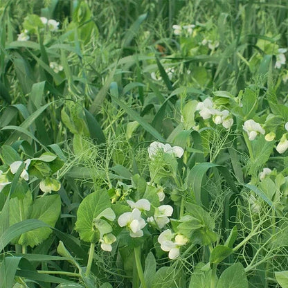 Everland Fall Forage Blend